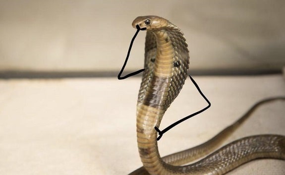 Un serpent avec des bras